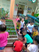 Cùng tìm hiểu rau lớn lên như thế nào?