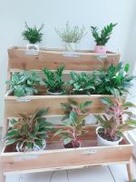 Z3771534036402 15784abce1ab251b0845c2420b32043f