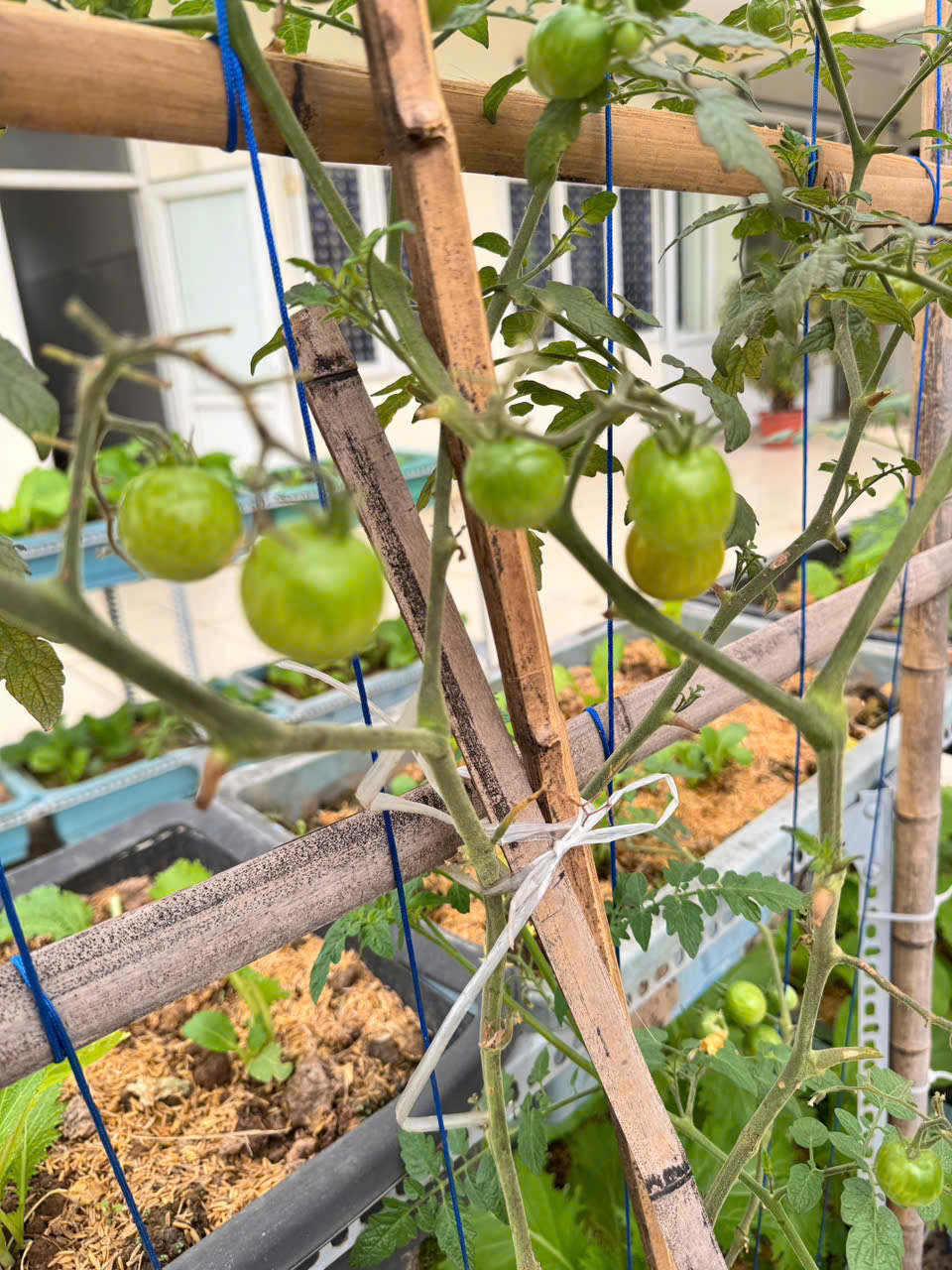 VƯỜN RAU XANH – GÓC TRẢI NGHIỆM Ý NGHĨA CỦA TRẺ TRƯỜNG MẦM NON BÌNH MINH